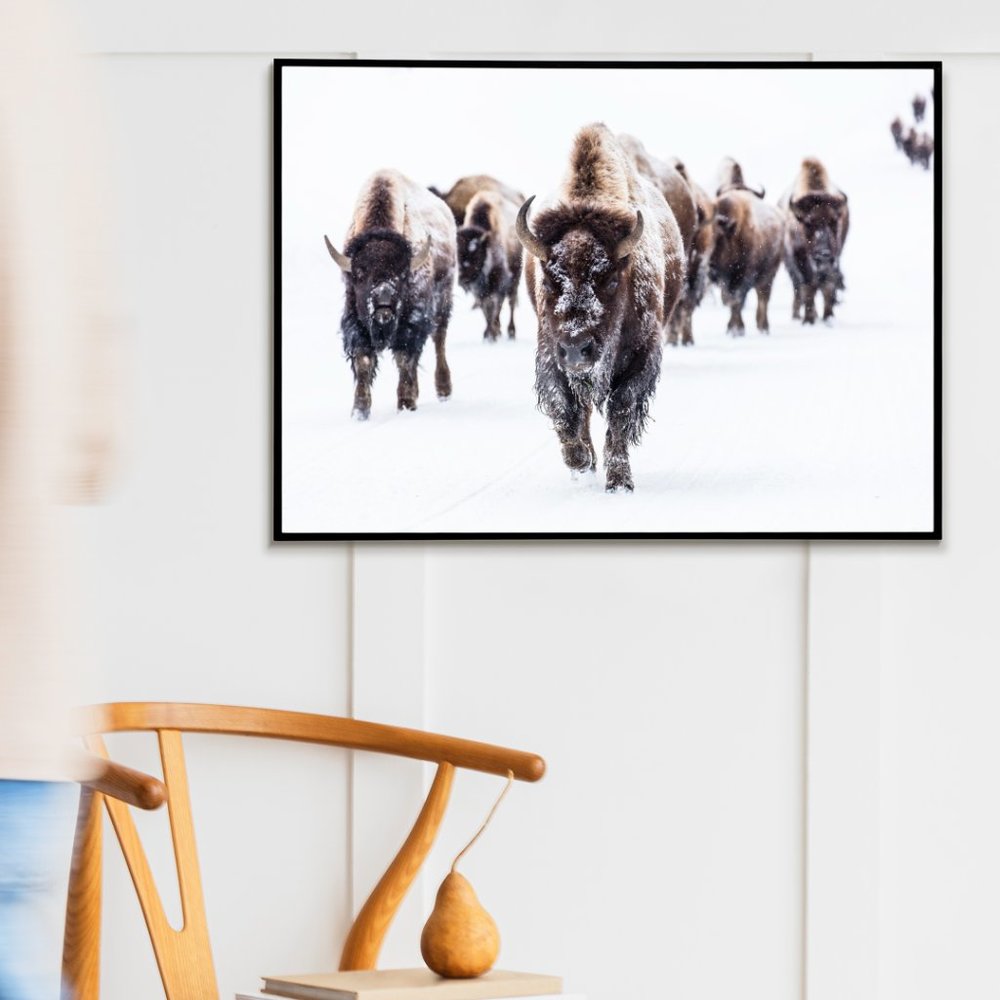 19 x13 " Buffalo snow winter photography art print matte nature wall art - Picture 4 of 5